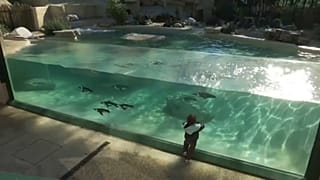 Pinguins à conquista de Roma