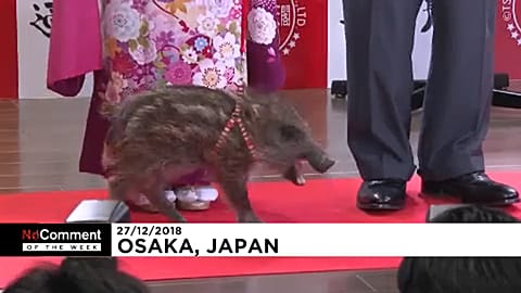 Un vistazo a algunas de las imágenes más curiosas de la semana 