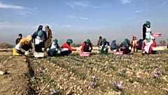 افغانستان؛ کشت زعفران تجارتی پُر سود برای زنان افغان