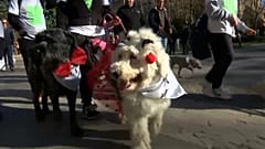 Собачье дефиле по улицам Мадрида