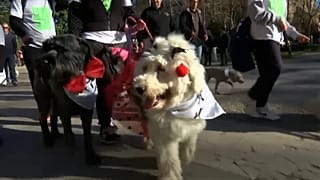 Собачье дефиле по улицам Мадрида