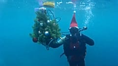 Russie : ils plongent avec leur sapin de Noël