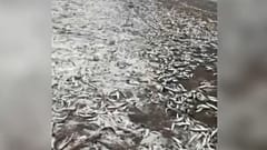 К Новому году готовы: берег Курил завалило селедкой