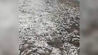 К Новому году готовы: берег Курил завалило селедкой