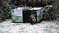 Panda "Xiao Hetao" (Little Walnut) in China's Longxi-Hongkou Nature Reserve