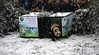 Panda "Xiao Hetao" (Little Walnut) in China's Longxi-Hongkou Nature Reserve