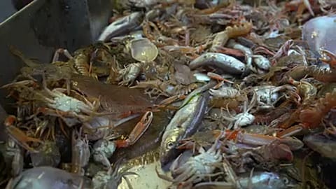 Pesca in Europa, si cambia