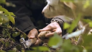 Il tartufo: stagione aurea, fino alla fine di gennaio 