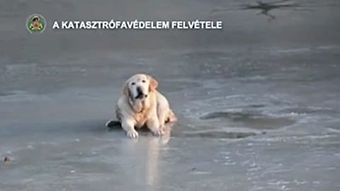 Dog rescued from frozen lake in Hungary