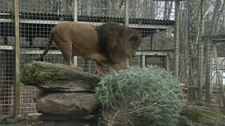 A lion at the Claws 'n Paws Wild Animal Park inspects his Christmas tree
