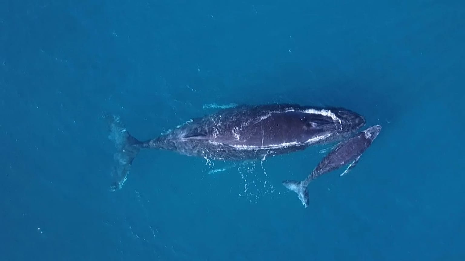 Sainte-Marie, le havre de paix des baleines