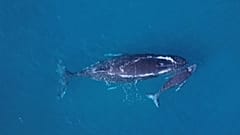 Sainte-Marie, le havre de paix des baleines