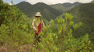 Les abeilles boliviennes menacées