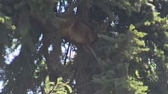 Wild puma stuck in tree for 15 hours in Chile