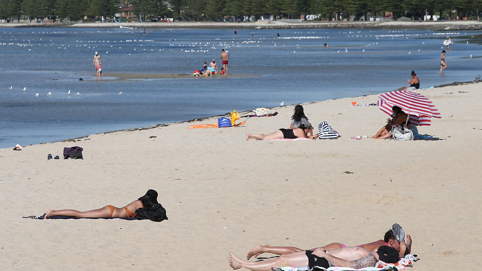 Miles de australianos víctimas de una invasión de carabelas portuguesas