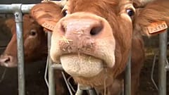 Tierschützer an Brüssel: EU-Standards in Handelsgespächen einhalten