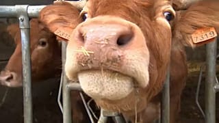 En defensa de los animales en los acuerdos de comercio
