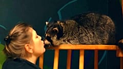 Waschbärtherapie in Russland