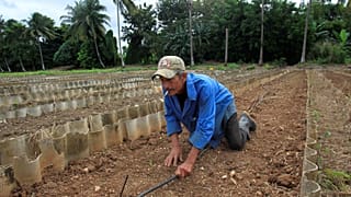 Photo prétexte agriculteur Cuba : attaques acoustiques = chants de grillons