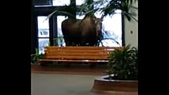 Elchkuh spaziert ins Krankenhaus