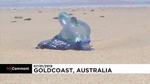 Hundreds of thousands of fish die en mass in Australia