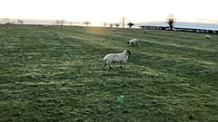 UK farmers face uncertainty as parliament prepares to vote on Brexit deal