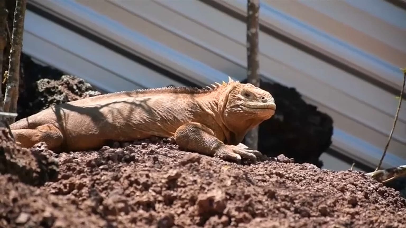 Las iguanas emprenden el viaje de vuelta a 'casa'