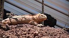 Las iguanas emprenden el viaje de vuelta a 'casa'