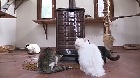 These lucky stray animals in Turkey are being well cared for 