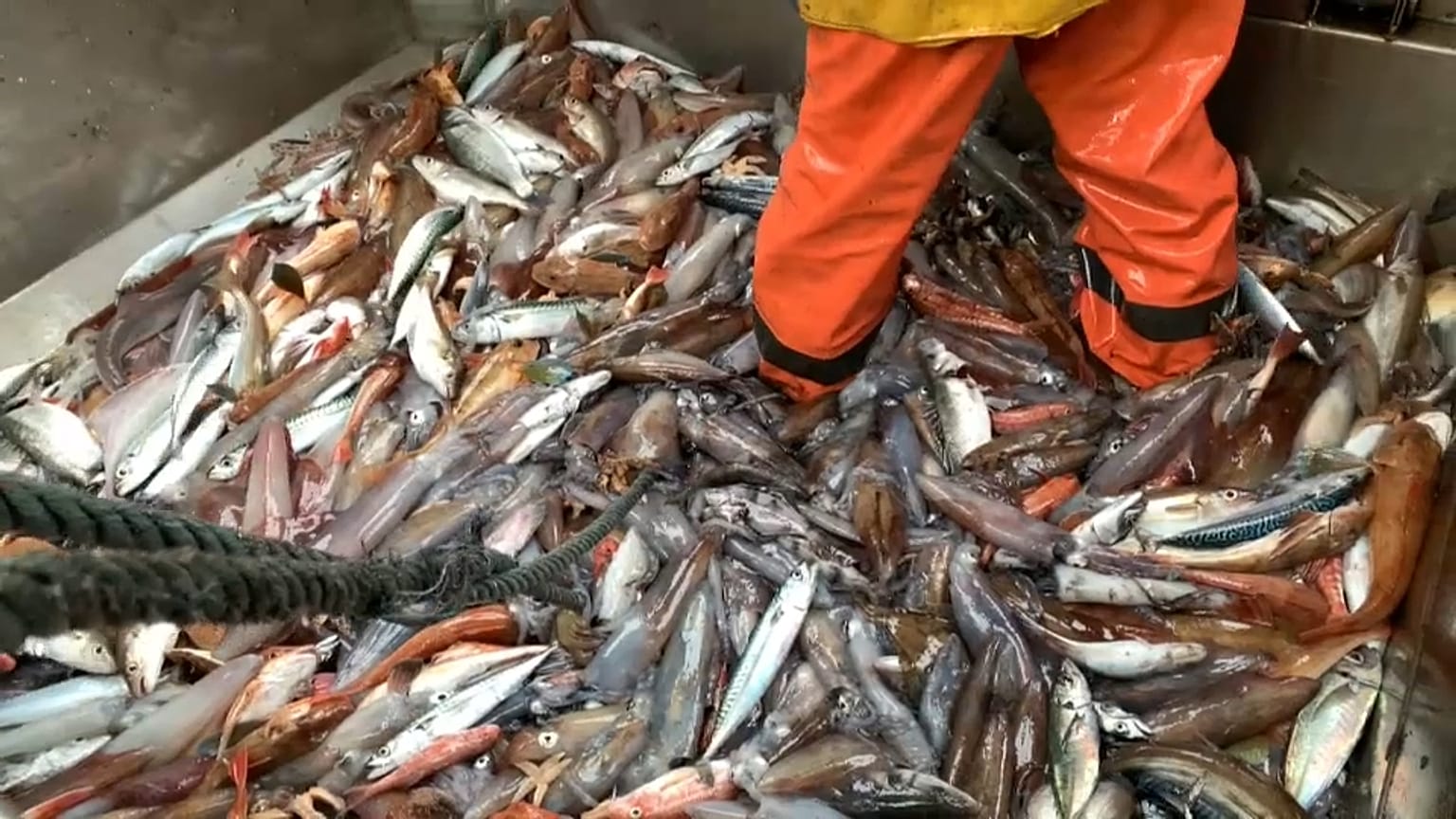 Prospect of no-deal Brexit sparks concern among French fishermen