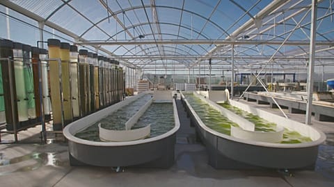 Could microalgae transform our food and cosmetics industries?