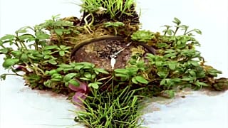 Moser Nature Watch: Doğa için vaktin daraldığını hatırlatan çevre dostu saat 