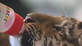 Ritka kistigris érkezett Isztambulba