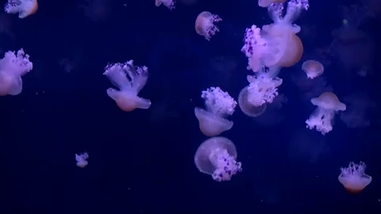 Küresel ısınmanın etkisine dikkat çekmek için 45 çeşit denizanası sergisi 