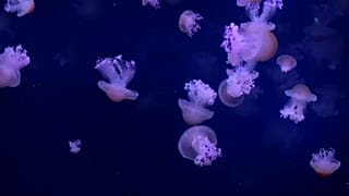 Küresel ısınmanın etkisine dikkat çekmek için 45 çeşit denizanası sergisi 