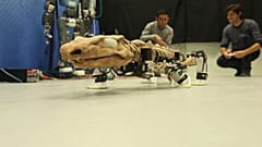 Forscher bauen Roboter eines Ursauriers: Sein Gang soll zeigen, wie er lebte
