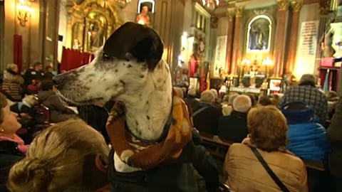 Guter Segen für Katze, Hund und andere Tiere