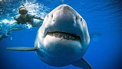  @JuanSharks/@OceanRamsey/Juan Oliphant/oneoceandiving.com via REUTERS