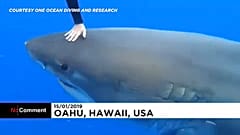 Rencontre avec un squale