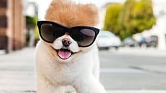 Dünyanın en sevimli köpeği Boo The Pomeranian'dan acı haber 