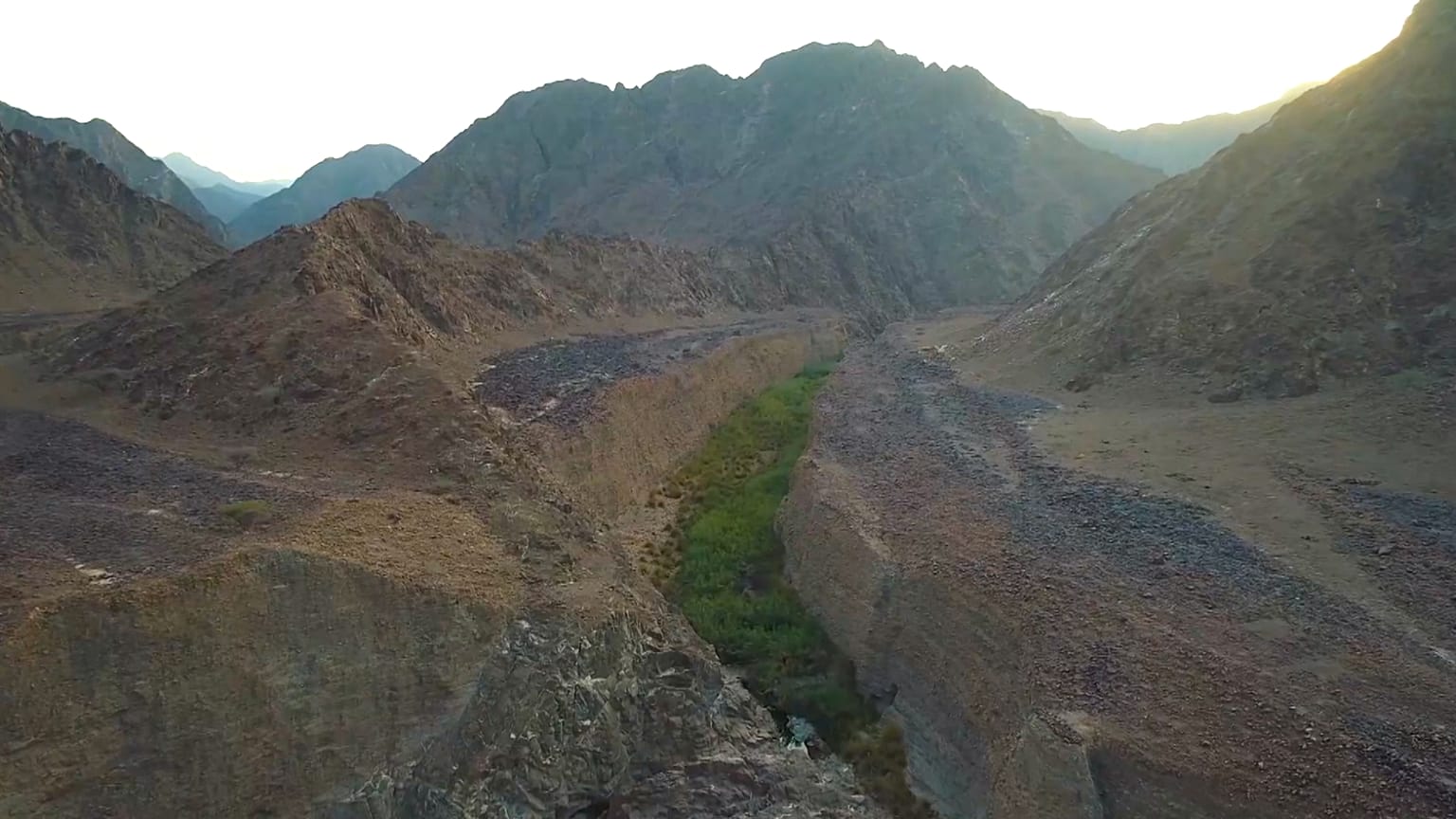 Endangered species find refuge in UAE national parks 