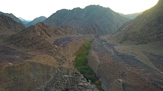 Endangered species find refuge in UAE national parks 