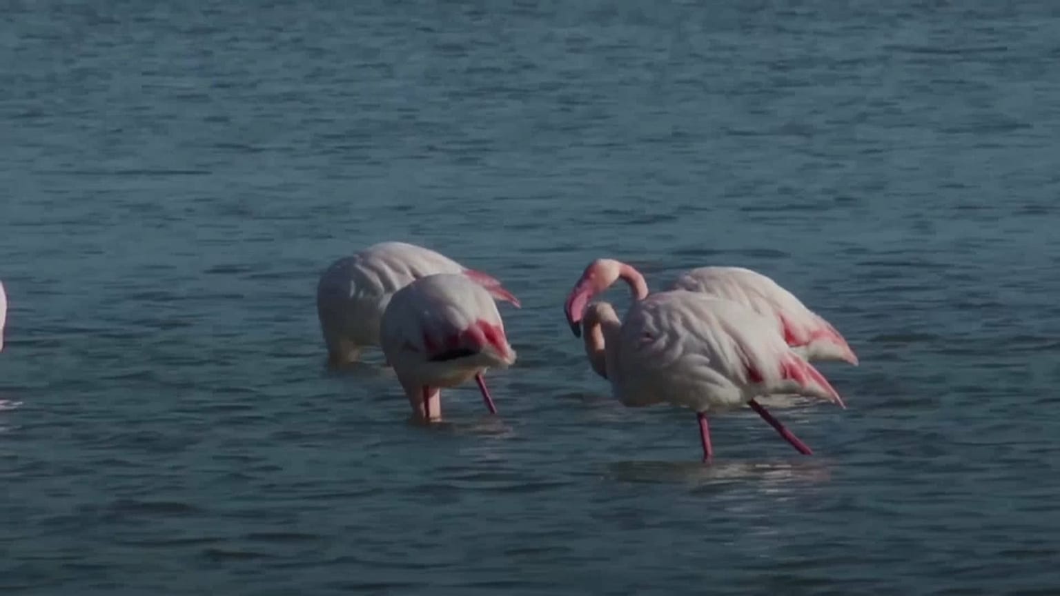 Greater Flamingos flock to Cyprus to feast on shrimp