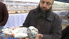 القاهرة تستضيف أكبر معرض للحمائم باختلاف أشكالها