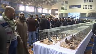 نمایشگاه کفتربازان در مصر