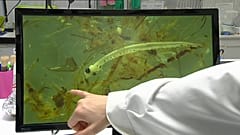 Mehr Mikroplastik als Fischlarven im Douro