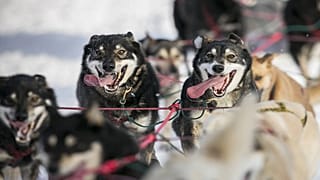 Video | Fransız Alpleri'nde köpek yarışları