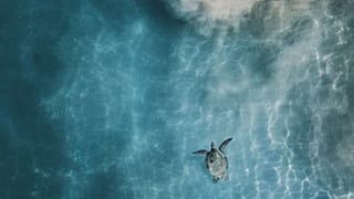 Tropical holidaying with local wildlife trusts