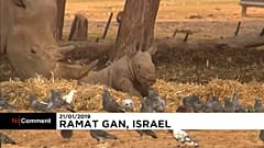 Újszülött orrszarvú egy izraeli vadasparkban