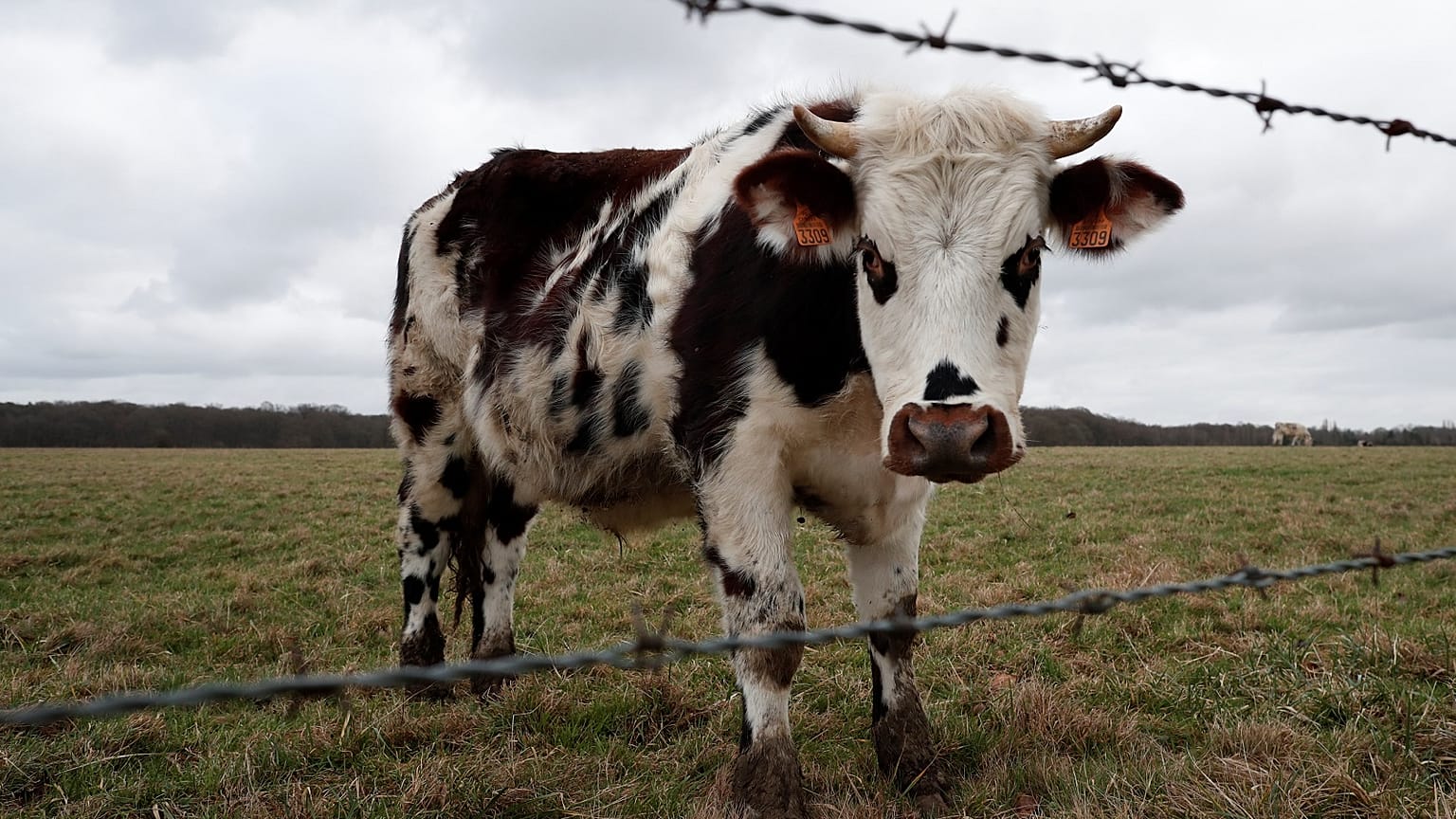 Why Europe should partner the world’s smallholders to adopt big tech | View